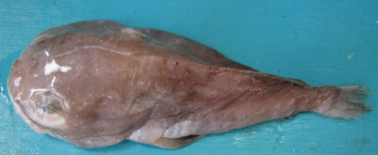 Ebinania costaecanariae_02.jpg